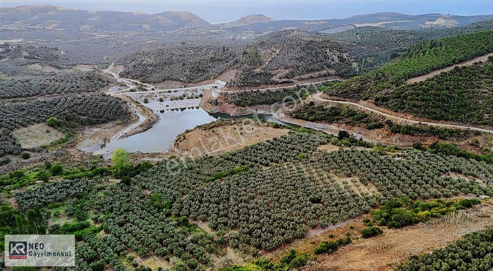 Yalıçiftlik'te Muhteşem Manzaralı Zeytinlik
