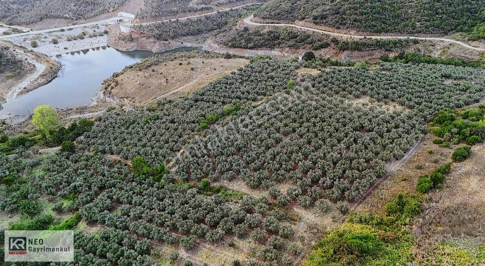 Yalıçiftlik'te Muhteşem Manzaralı Zeytinlik