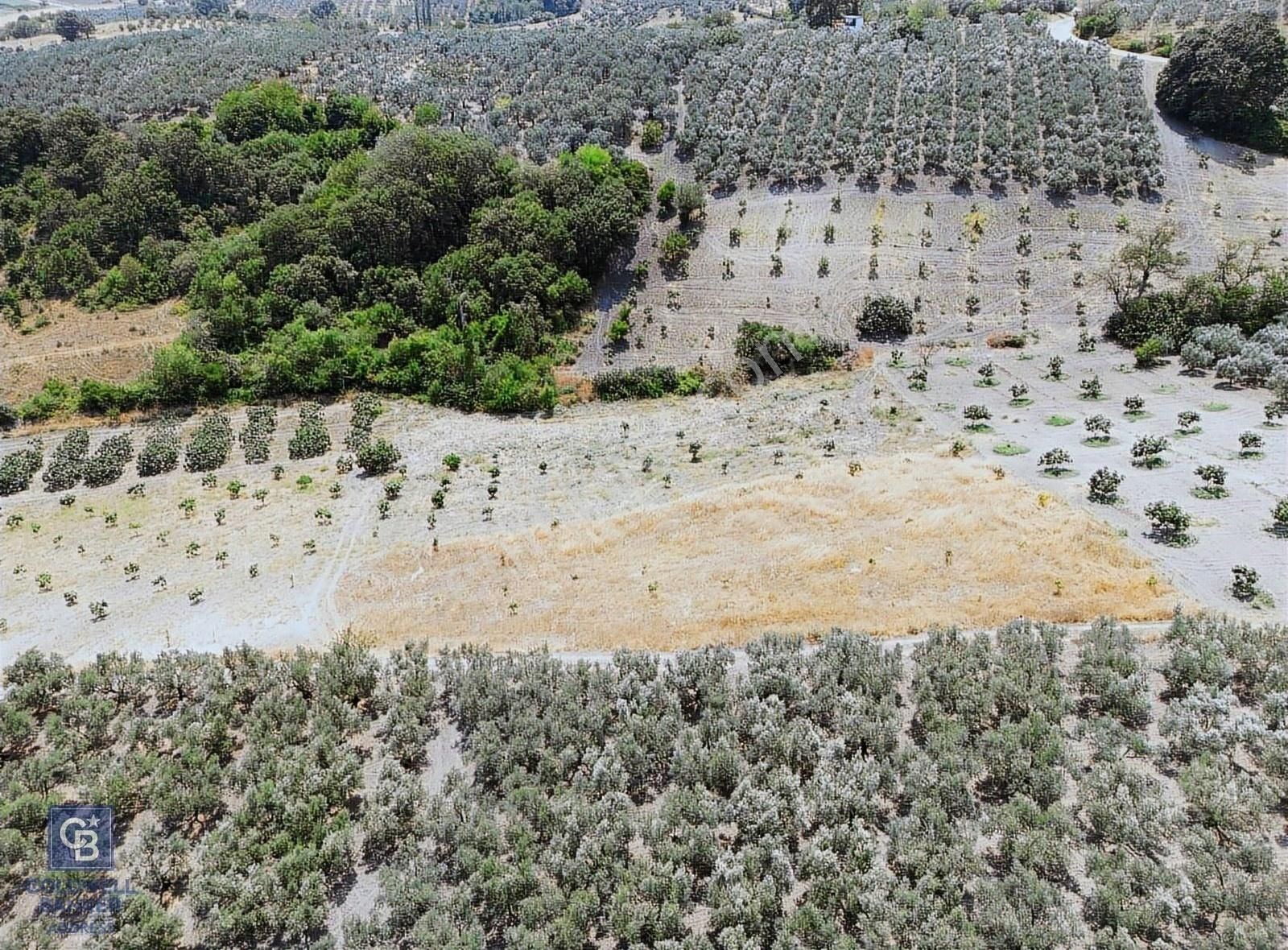 Cb Address'ten Mudanya Çınarlı'da Göl Manzaralı Satılık Tarla - Görsel 4
