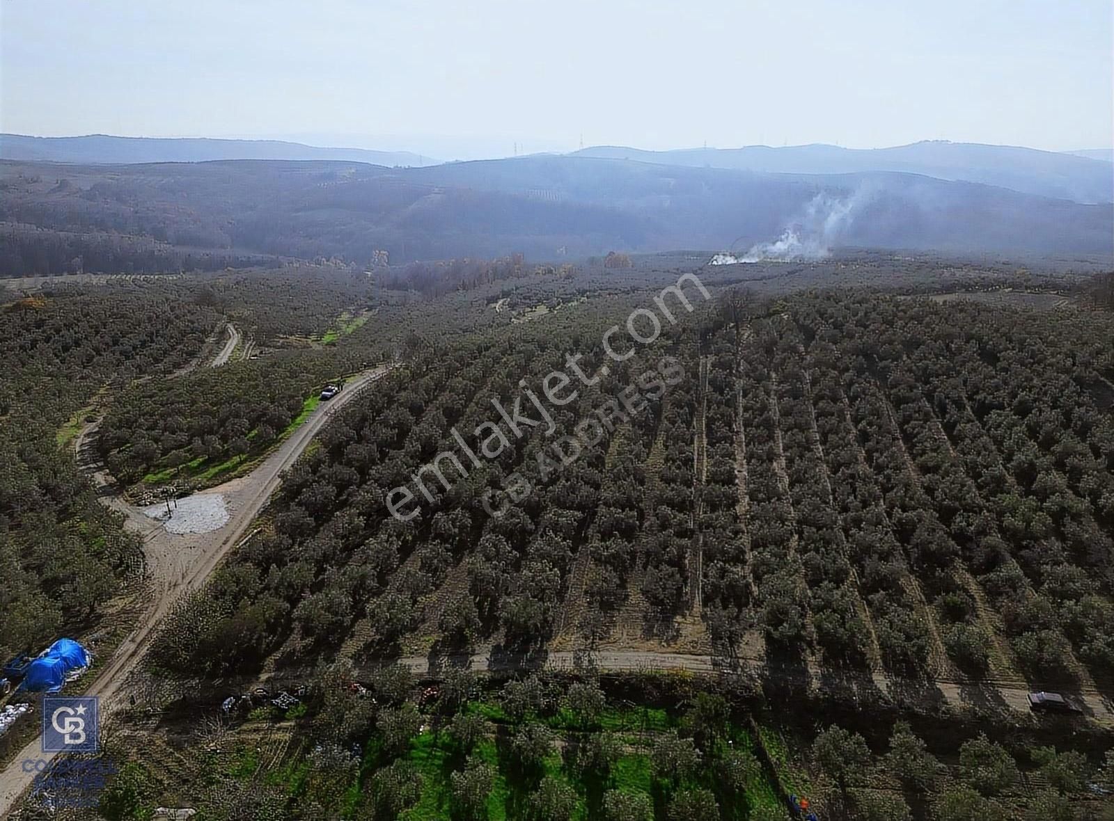Bursa Mudanya Yaman Mh.'nde Fırsat Zeytinlik