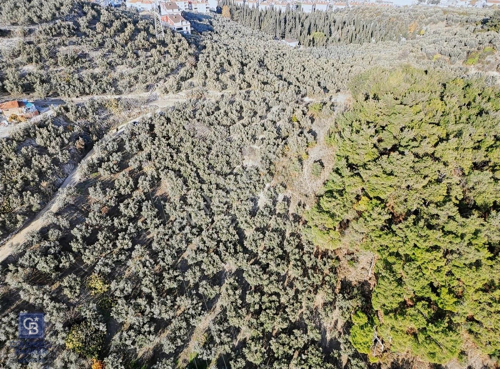 Bursa Mudanya Ömerbey Mh.'nde İmar Planına Yakın Zeytinlik - Görsel 7