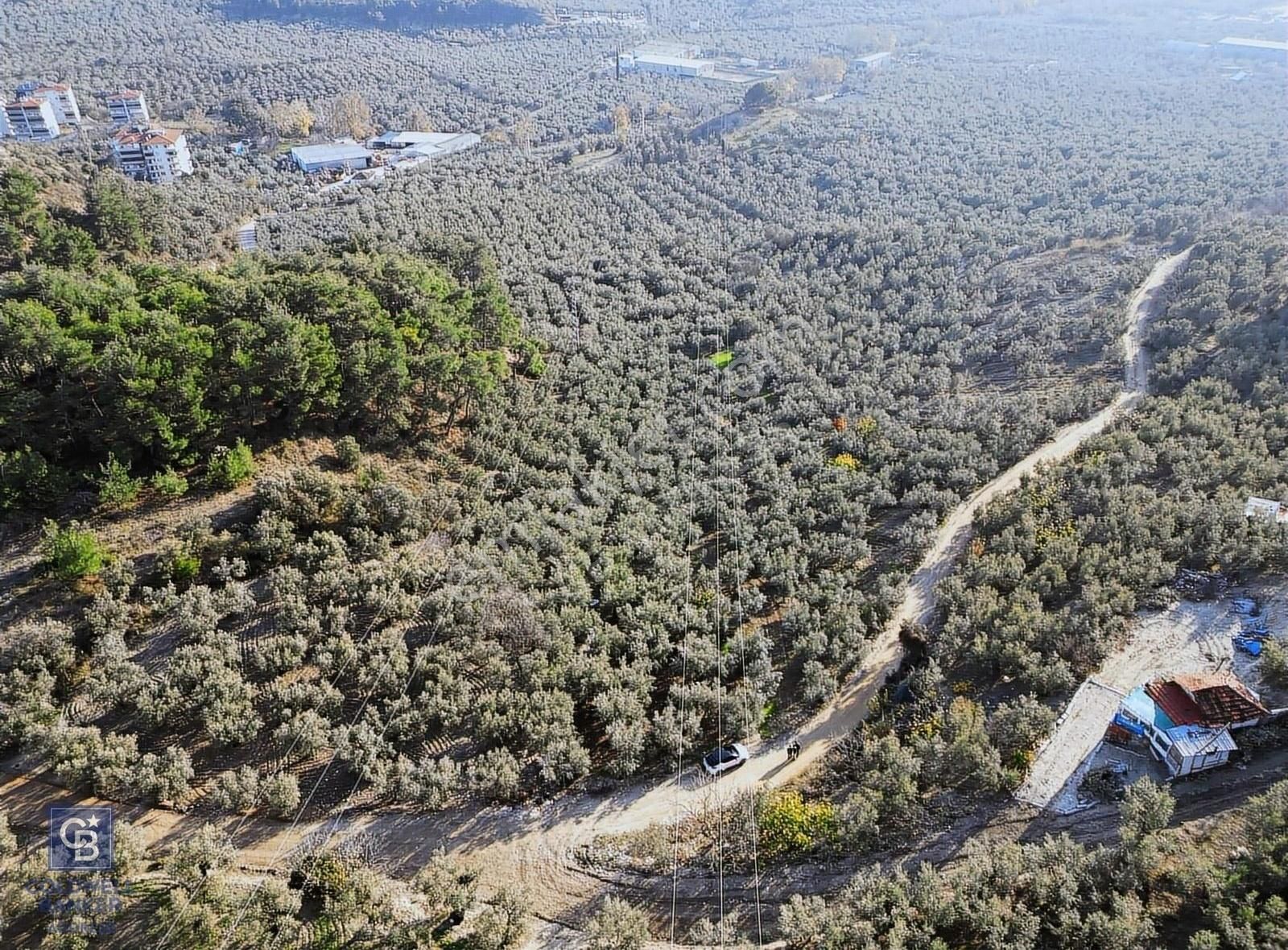 Bursa Mudanya Ömerbey Mh.'nde İmar Planına Yakın Zeytinlik - Görsel 4