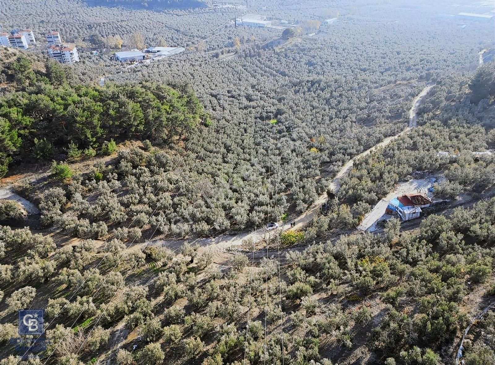 Bursa Mudanya Ömerbey Mh.'nde İmar Planına Yakın Zeytinlik - Görsel 5