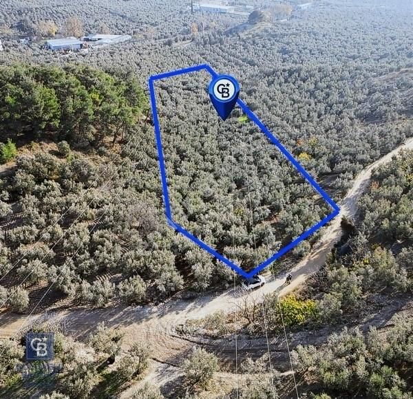 Bursa Mudanya Ömerbey Mh.'nde İmar Planına Yakın Zeytinlik