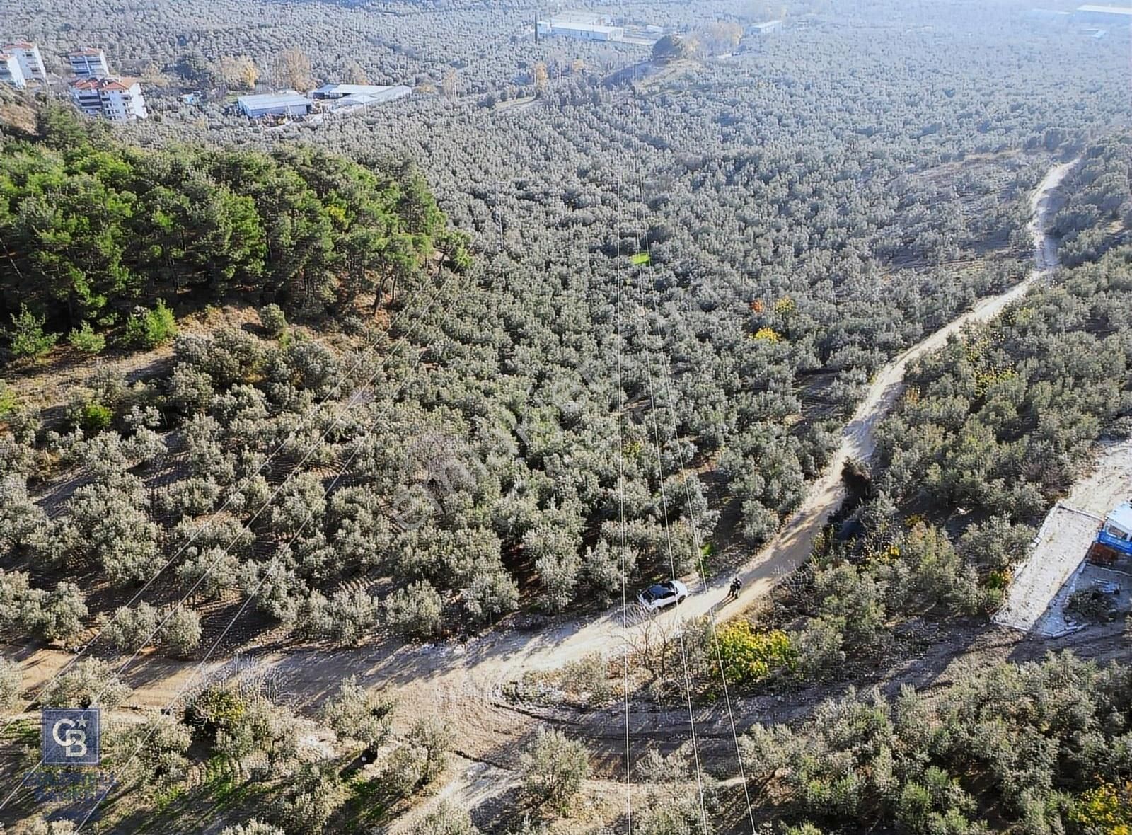Bursa Mudanya Ömerbey Mh.'nde İmar Planına Yakın Zeytinlik - Görsel 2