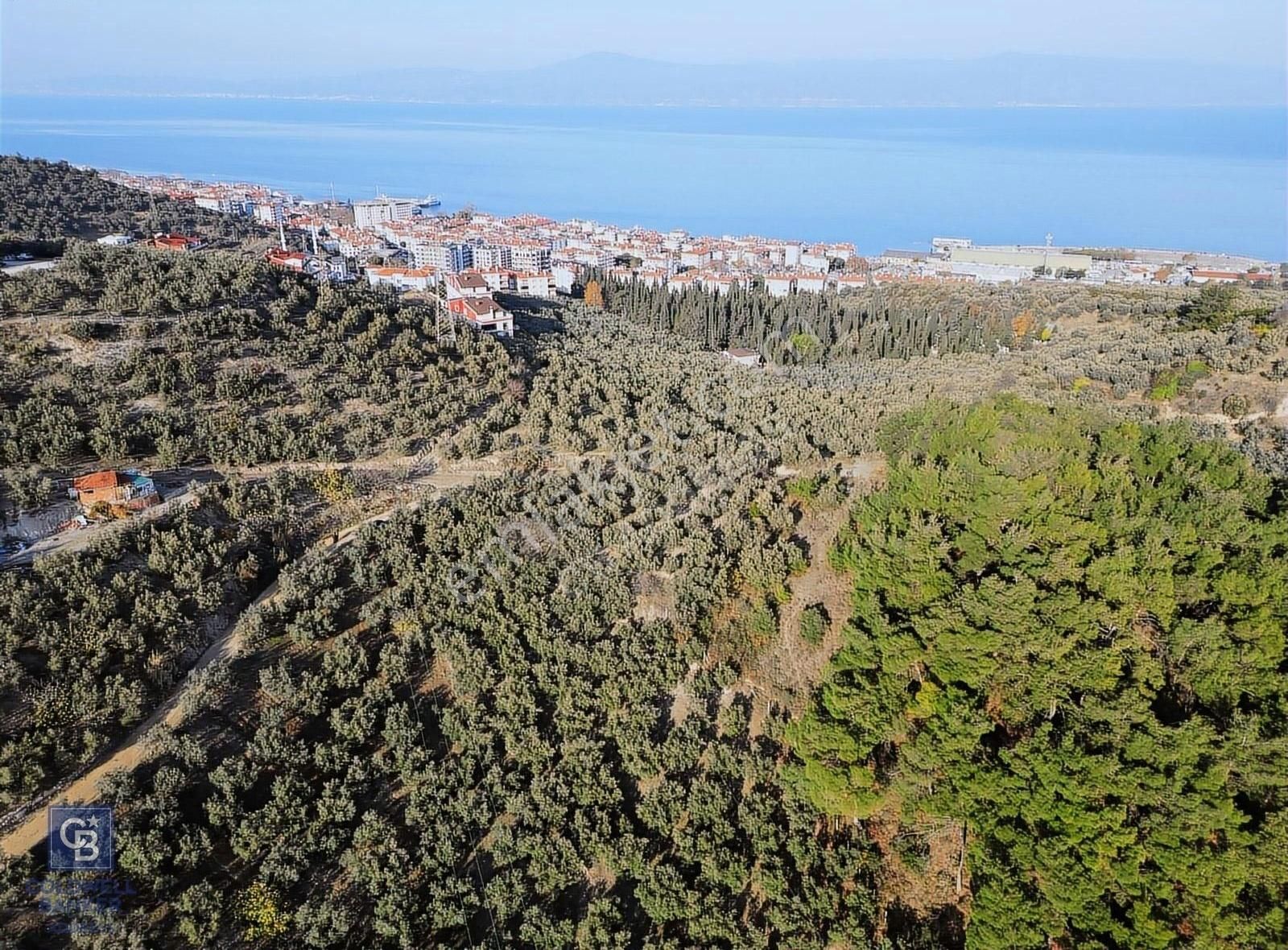 Bursa Mudanya Ömerbey Mh.'nde İmar Planına Yakın Zeytinlik - Görsel 3