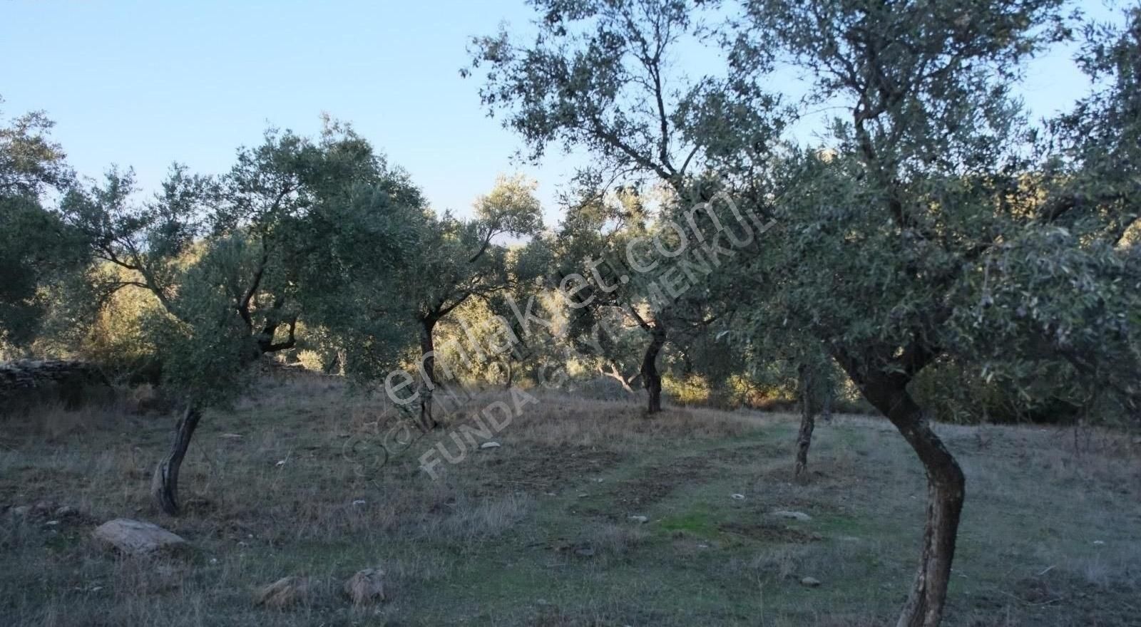 Milas Kemikler Köyünde Satılık Zeytinlik. - Görsel 23