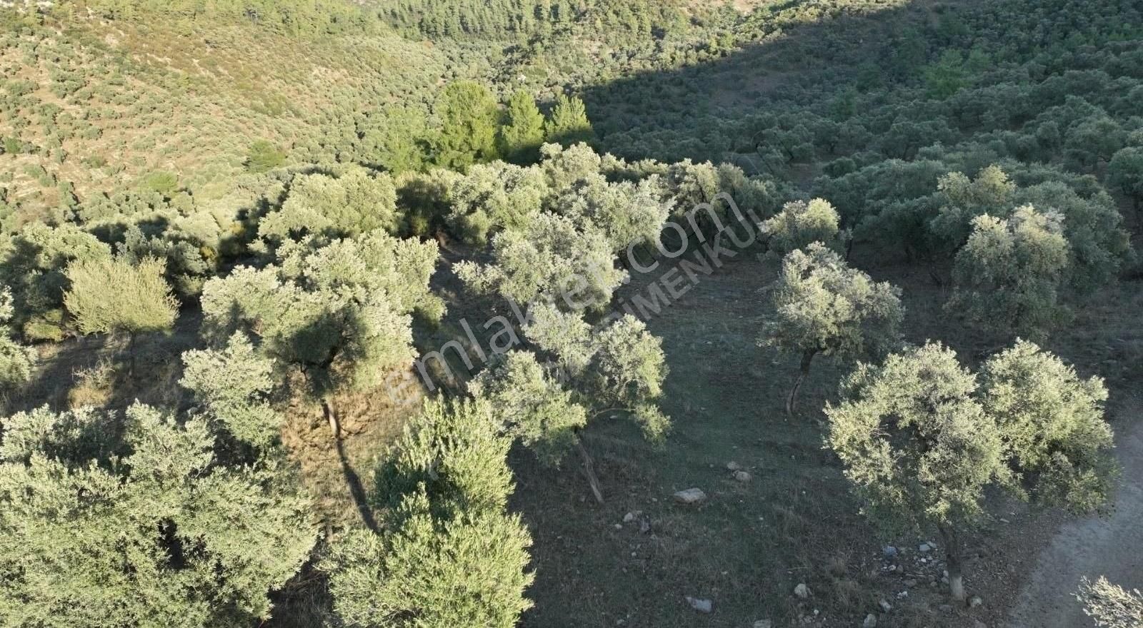 Milas Kemikler Köyünde Satılık Zeytinlik. - Görsel 20