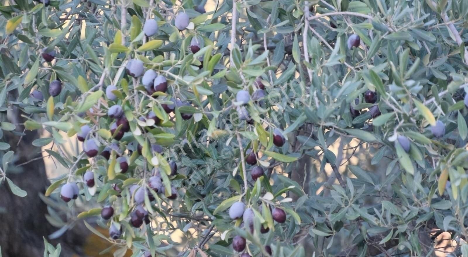 Milas Kemikler Köyünde Satılık Zeytinlik. - Görsel 9