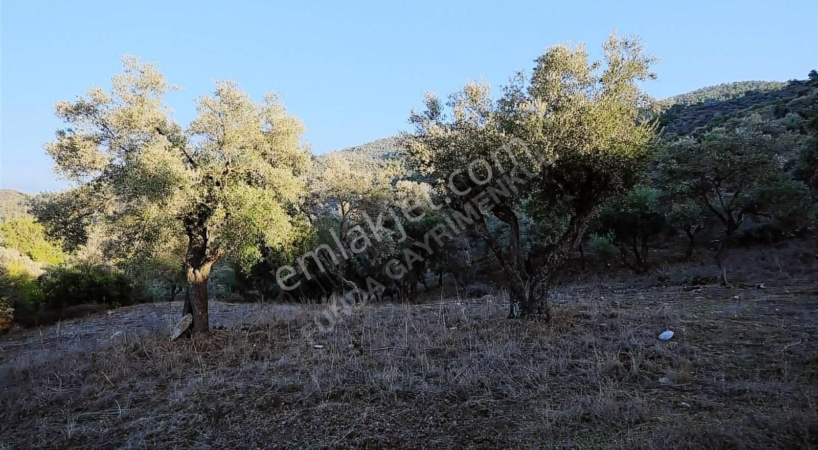 Milas Kemikler Köyünde Satılık Zeytinlik. - Görsel 18