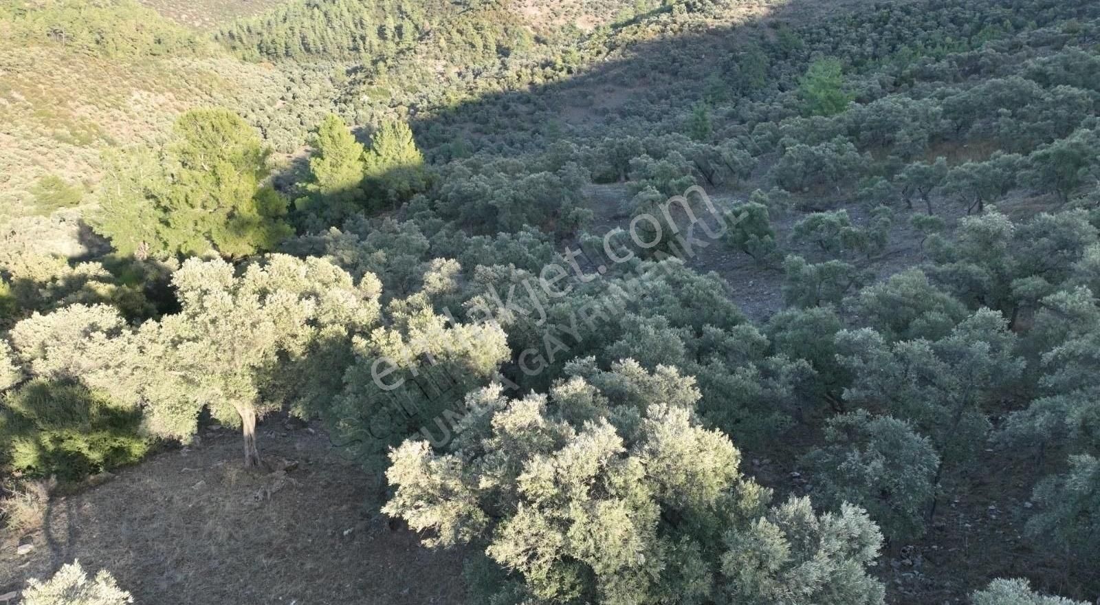 Milas Kemikler Köyünde Satılık Zeytinlik. - Görsel 24