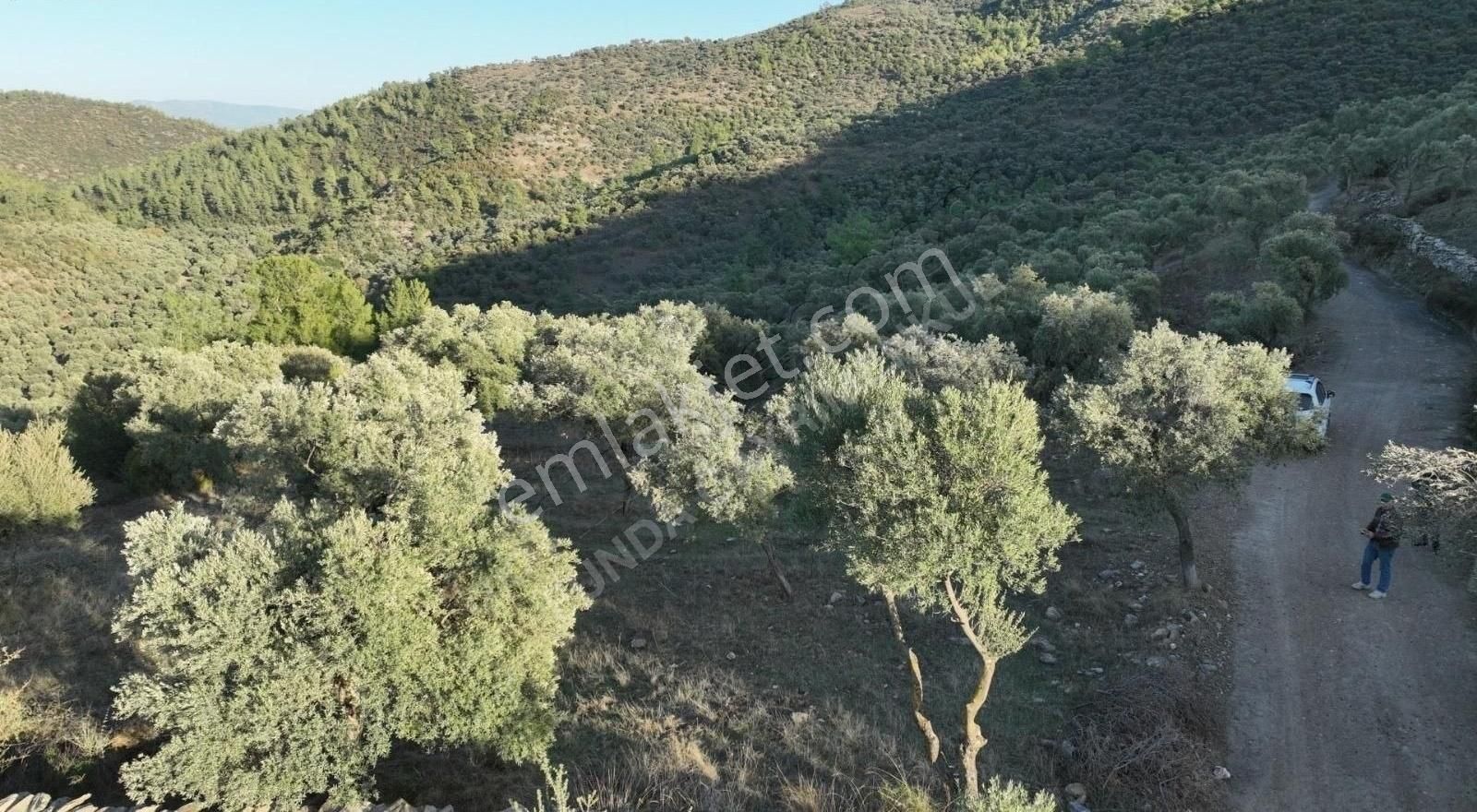 Milas Kemikler Köyünde Satılık Zeytinlik. - Görsel 3