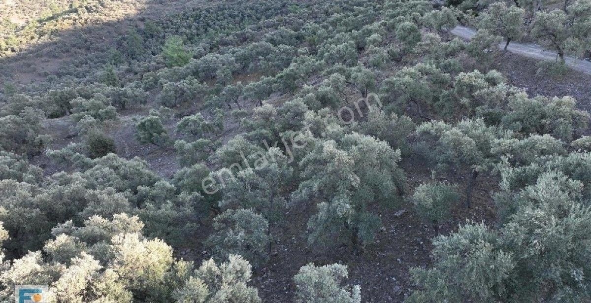 Milas Kemikler Köyünde Satılık Zeytinlik. - Görsel 28