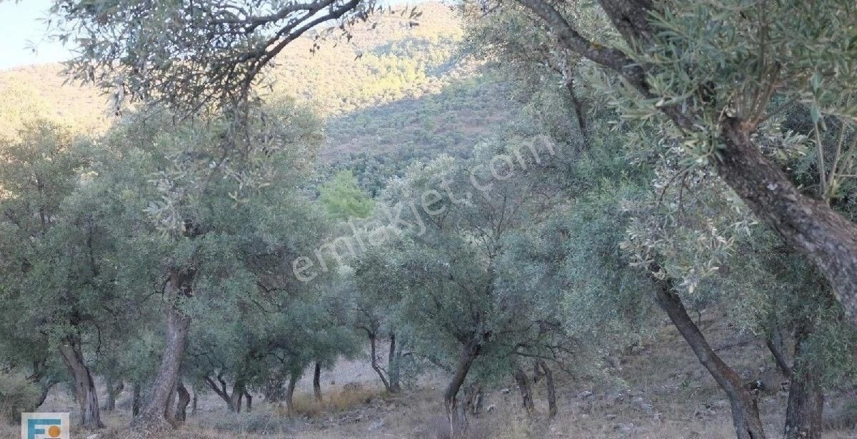 Milas Kemikler Köyünde Satılık Zeytinlik. - Görsel 17