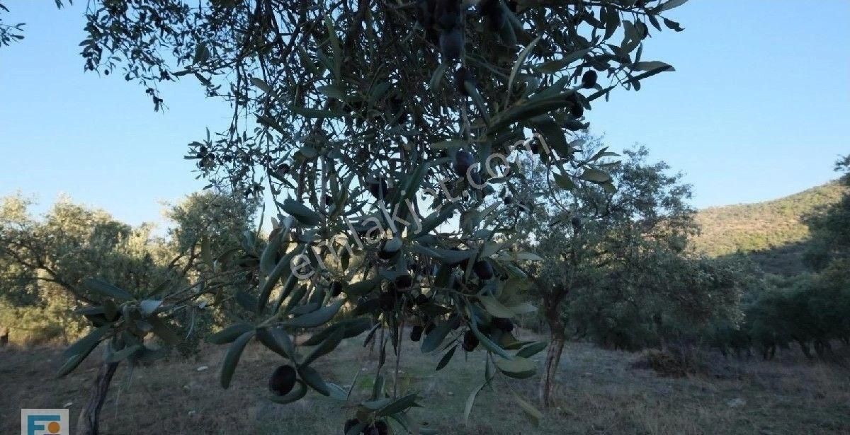 Milas Kemikler Köyünde Satılık Zeytinlik. - Görsel 4