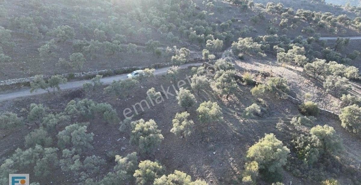 Milas Kemikler Köyünde Satılık Zeytinlik. - Görsel 9