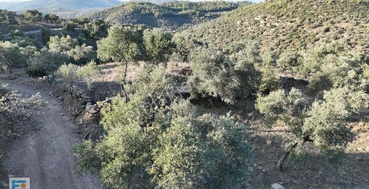 Milas Kemikler Köyünde Satılık Zeytinlik.