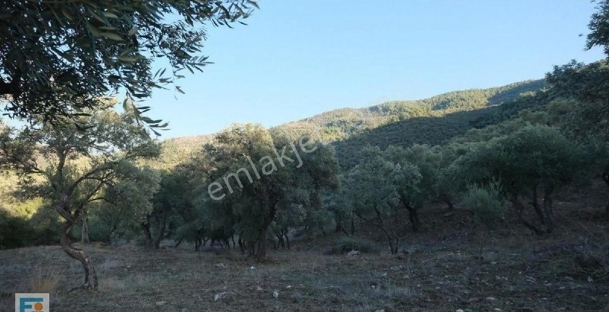 Milas Kemikler Köyünde Satılık Zeytinlik. - Görsel 24