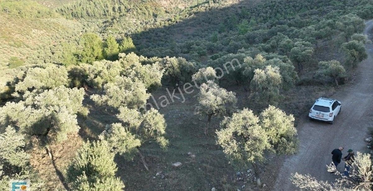 Milas Kemikler Köyünde Satılık Zeytinlik. - Görsel 12