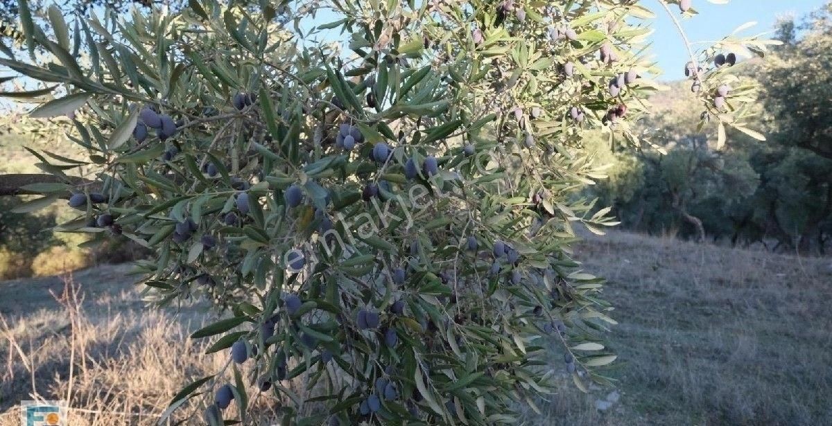 Milas Kemikler Köyünde Satılık Zeytinlik. - Görsel 34