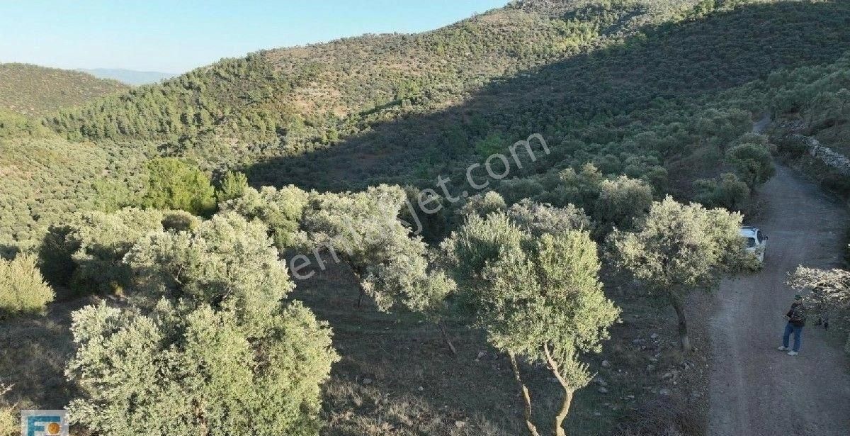 Milas Kemikler Köyünde Satılık Zeytinlik. - Görsel 7