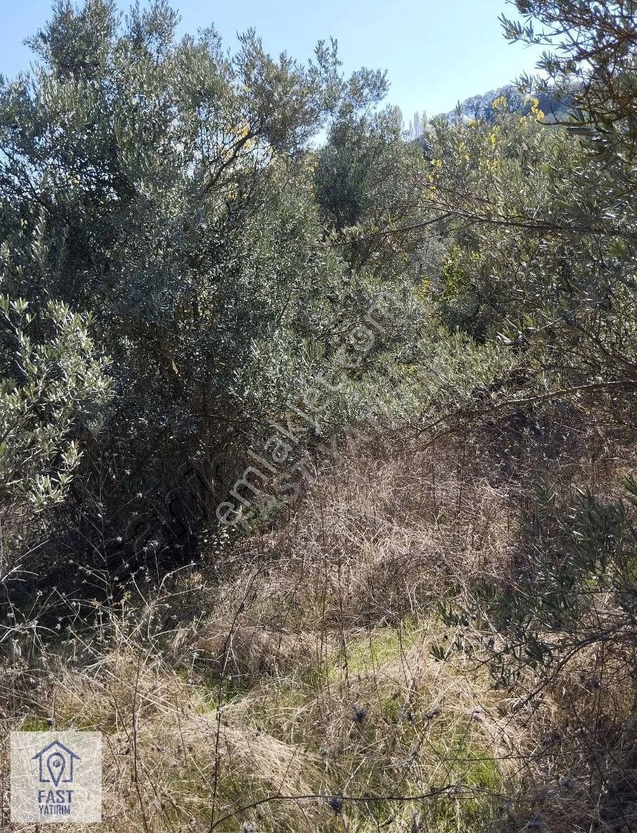 Mudanya'nın En Güzel Yerlerinden Çepni'de Satılık Zeytinlik. - Görsel 3