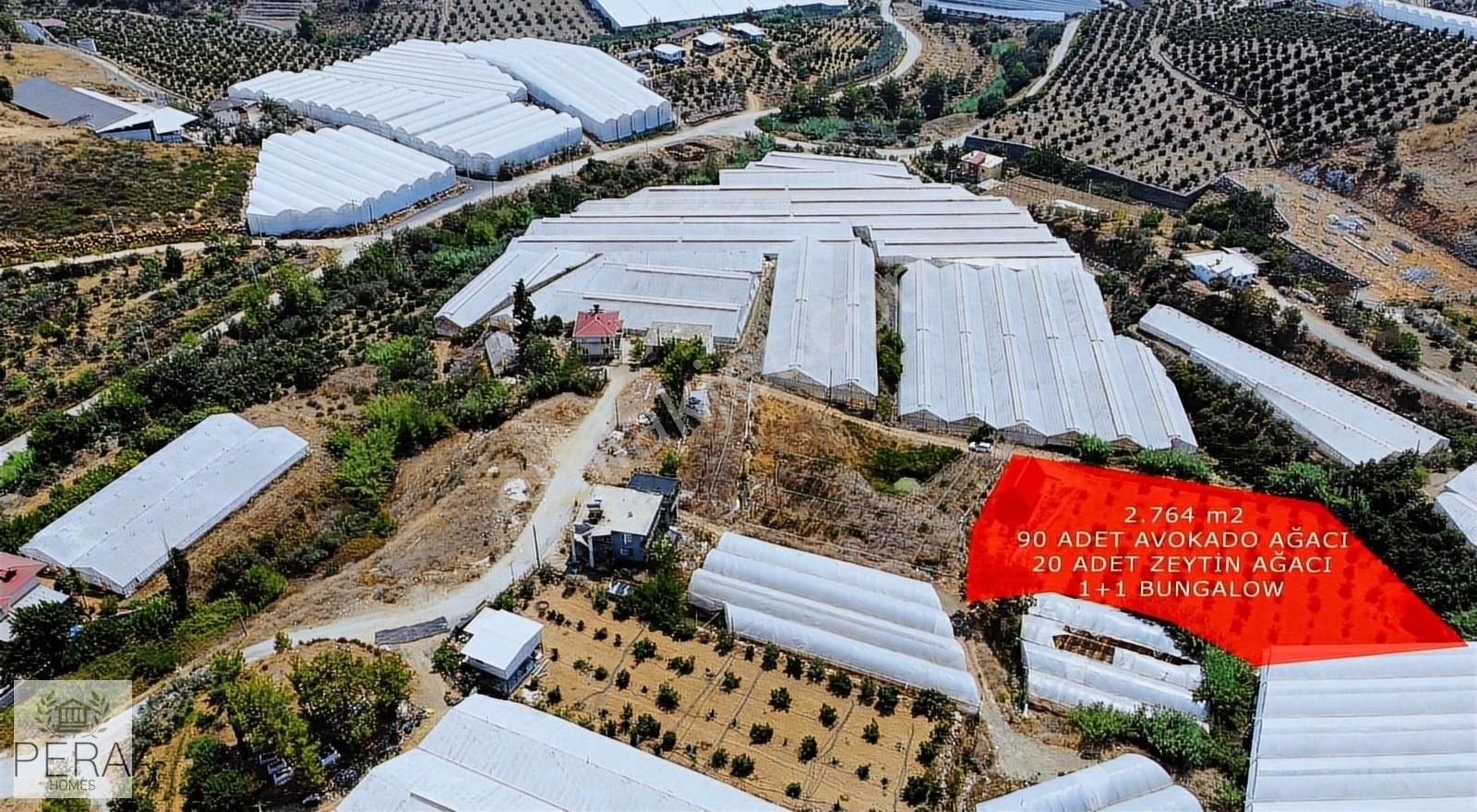 Alanya İmamlı Köyü Satılık Bungalov Ve Meyve Ağaçlı Tarla - Görsel 15