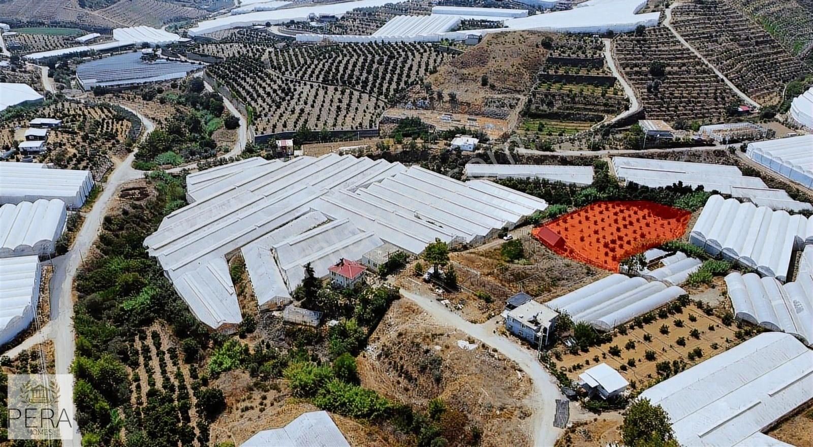 Alanya İmamlı Köyü Satılık Bungalov Ve Meyve Ağaçlı Tarla - Görsel 5