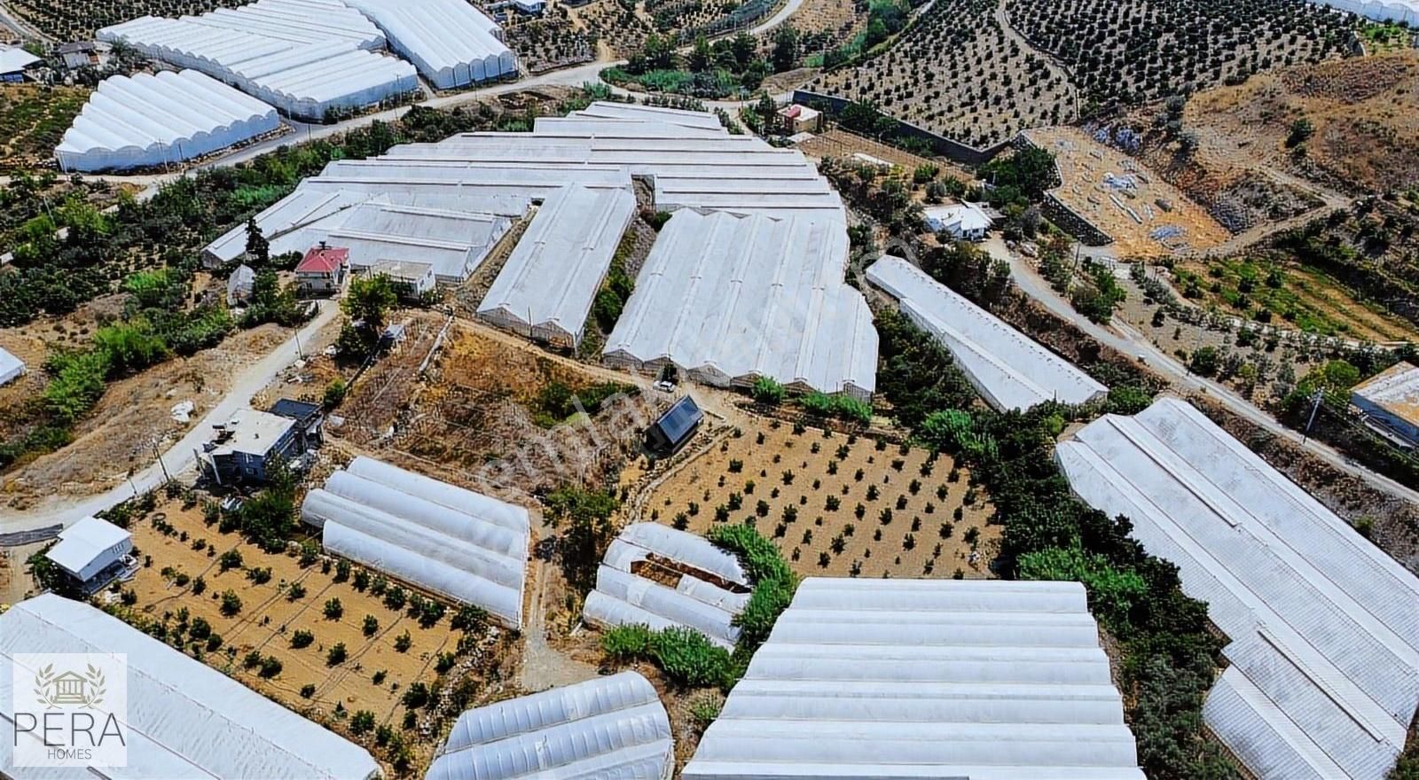 Alanya İmamlı Köyü Satılık Bungalov Ve Meyve Ağaçlı Tarla - Görsel 14