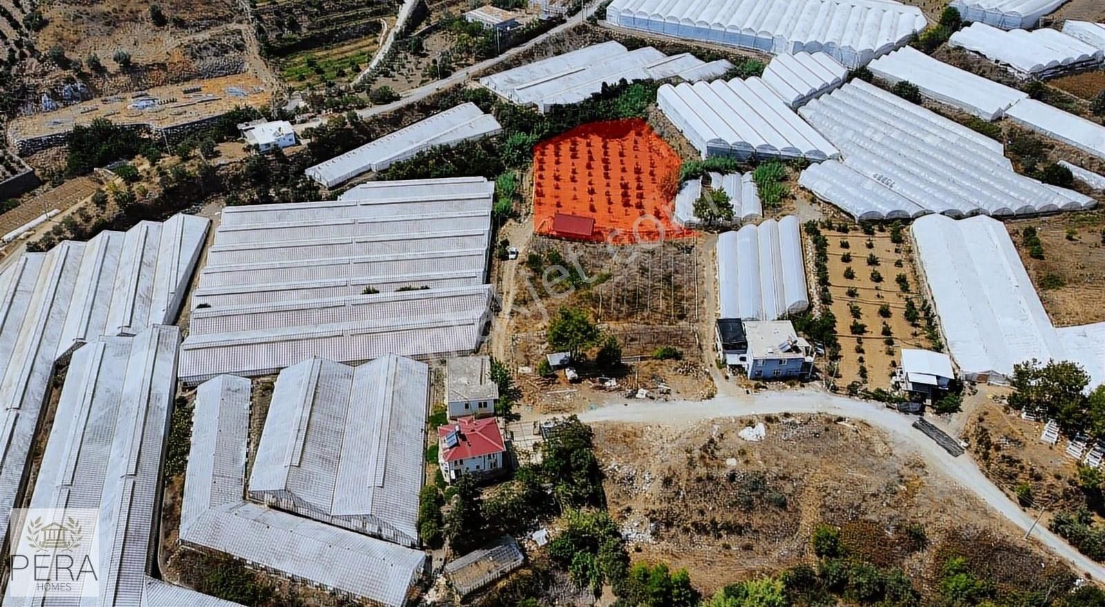 Alanya İmamlı Köyü Satılık Bungalov Ve Meyve Ağaçlı Tarla - Görsel 6