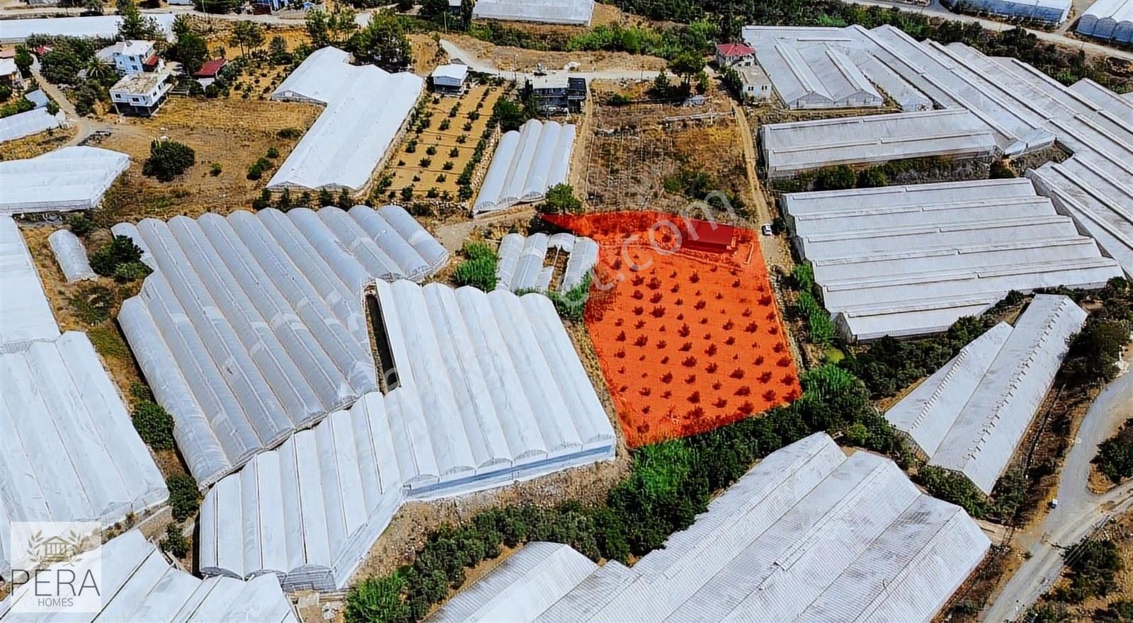 Alanya İmamlı Köyü Satılık Bungalov Ve Meyve Ağaçlı Tarla - Görsel 13