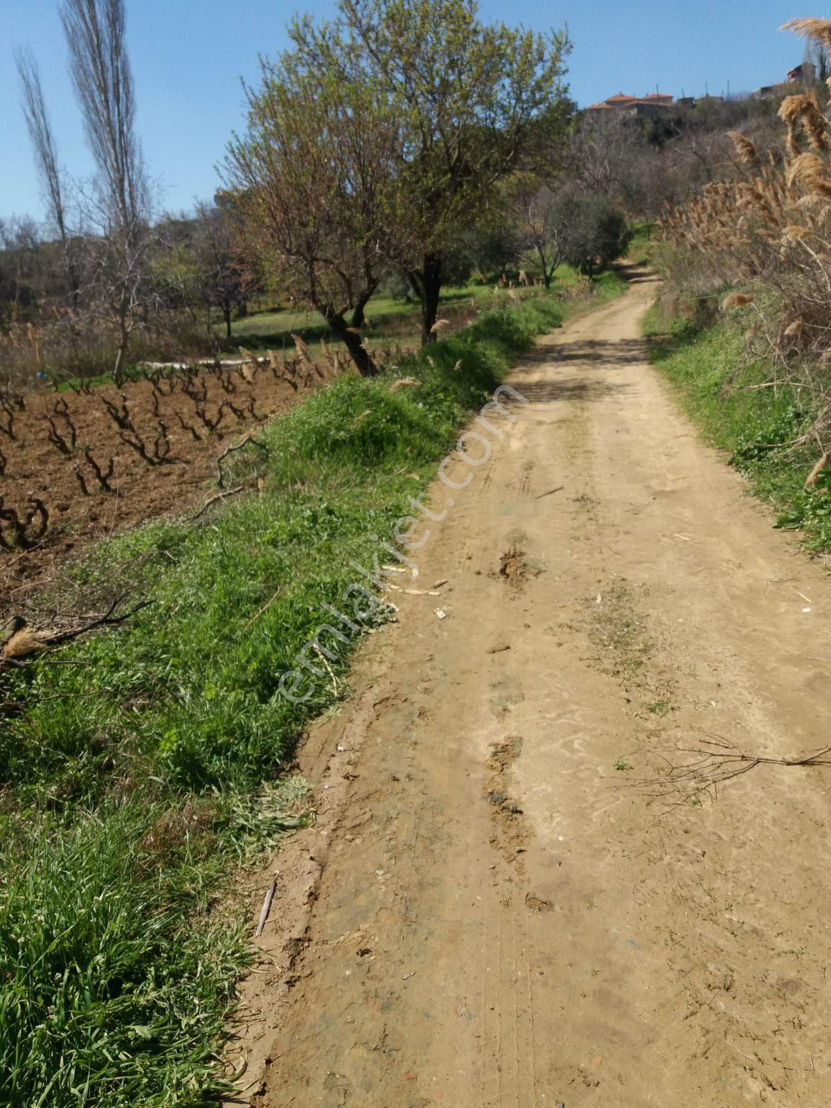 Parlar Emlaktan Satılık Bağ Çınarlı Mahallesinde 390 Metresi Zeytinlik - Görsel 17