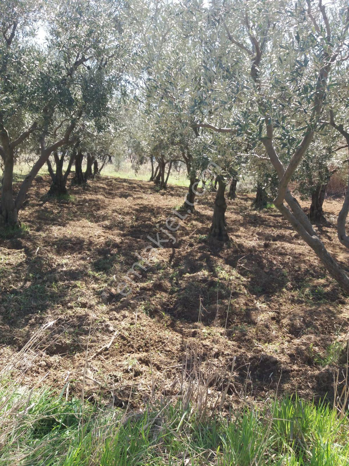 Parlar Emlaktan Satılık Bağ Çınarlı Mahallesinde 390 Metresi Zeytinlik - Görsel 16