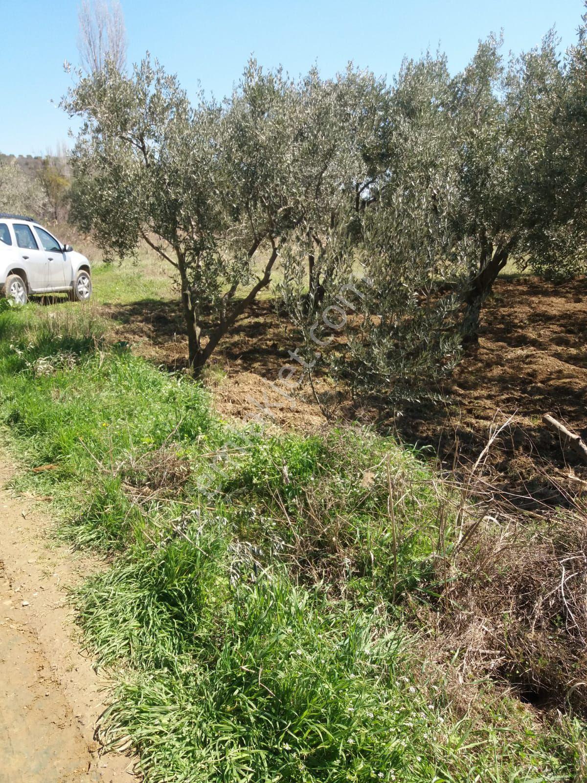 Parlar Emlaktan Satılık Bağ Çınarlı Mahallesinde 390 Metresi Zeytinlik - Görsel 18