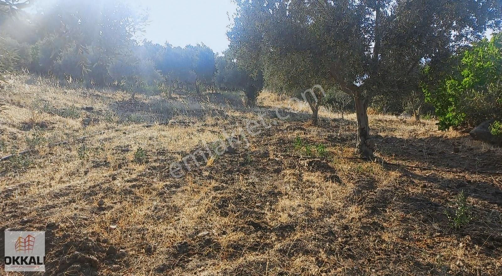 Okkalı Emlak Tan Menemen Göktepe De Satılık Zeytinlik - Görsel 10