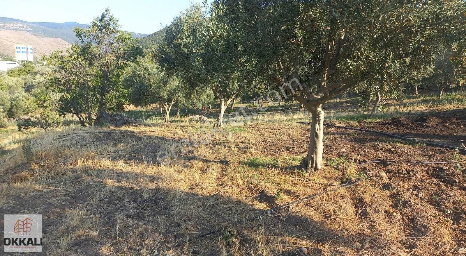 Okkalı Emlak Tan Menemen Göktepe De Satılık Zeytinlik - Görsel 24