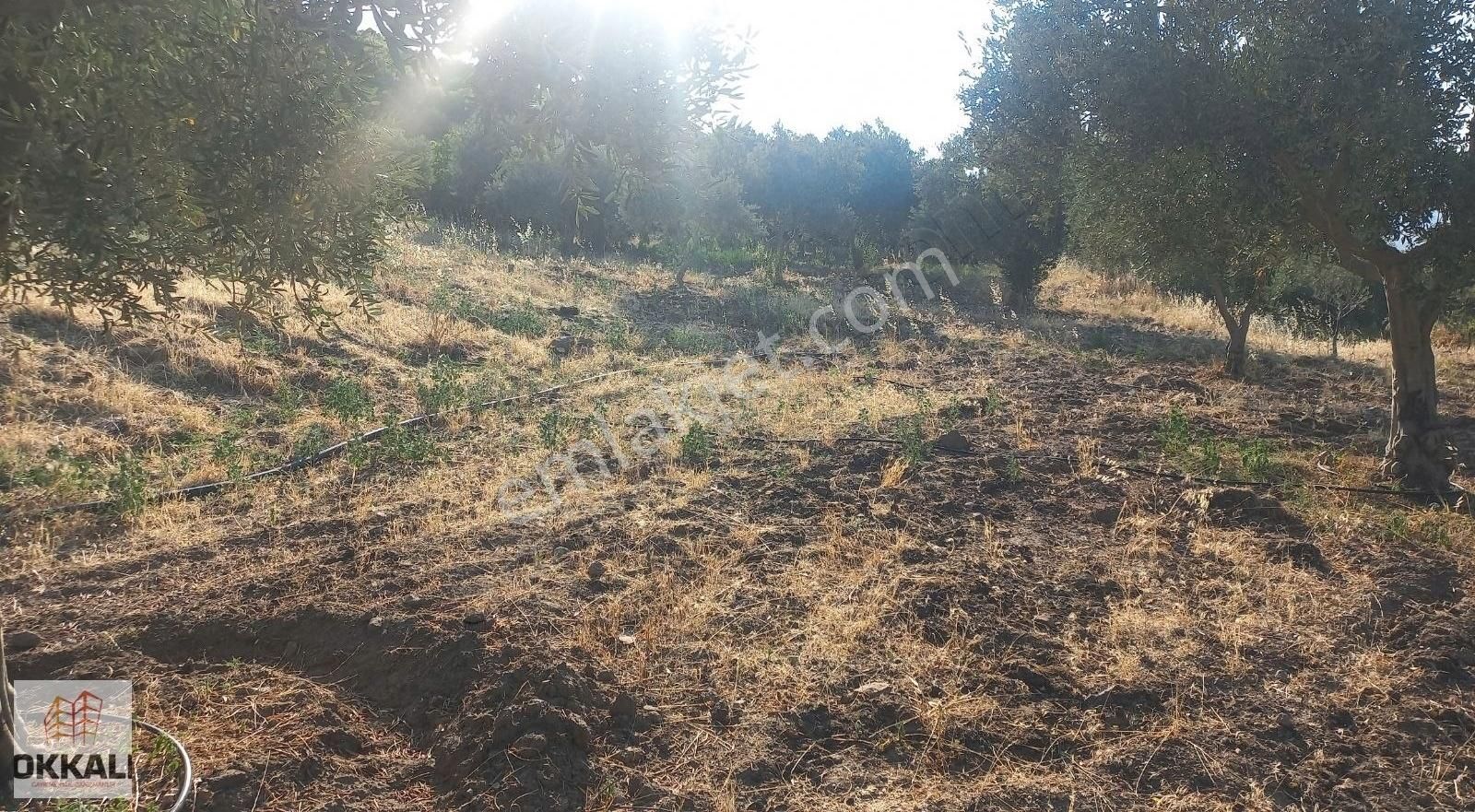 Okkalı Emlak Tan Menemen Göktepe De Satılık Zeytinlik - Görsel 18