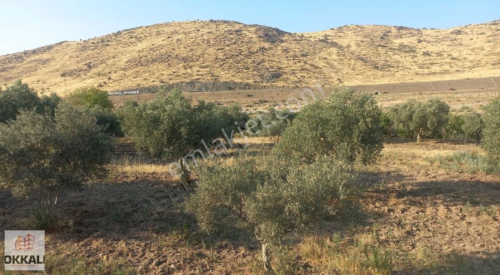 Okkalı Emlak Tan Menemen Göktepe De Satılık Zeytinlik - Görsel 4