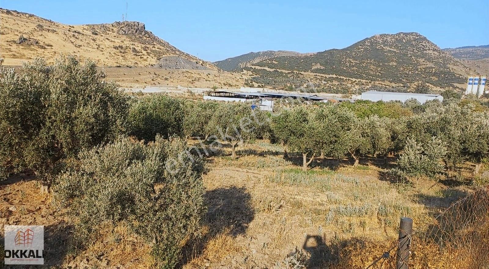 Okkalı Emlak Tan Menemen Göktepe De Satılık Zeytinlik - Görsel 14