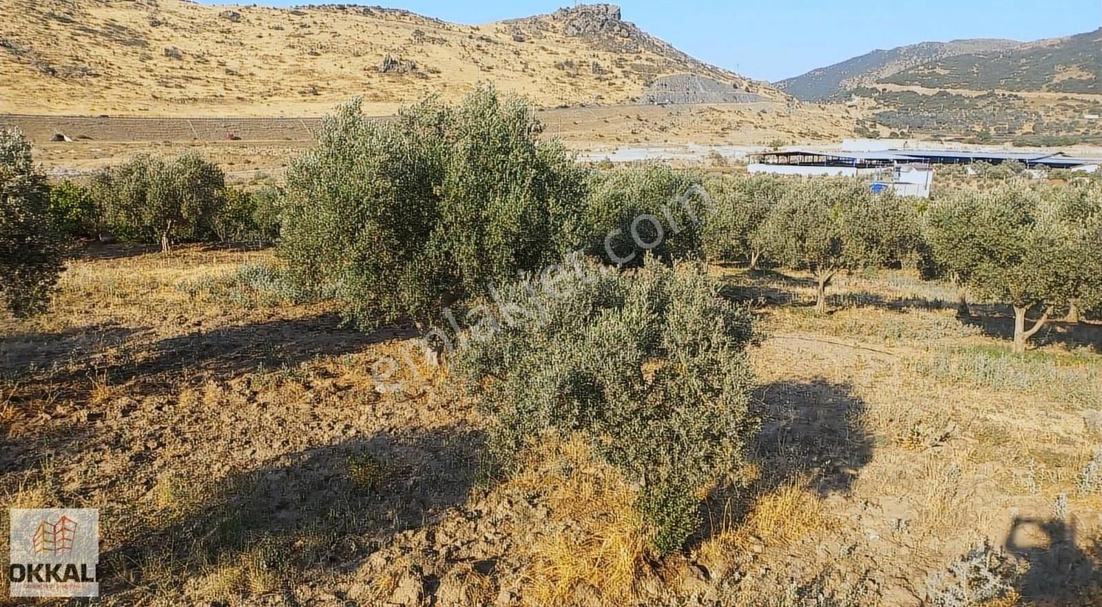 Okkalı Emlak Tan Menemen Göktepe De Satılık Zeytinlik - Görsel 3