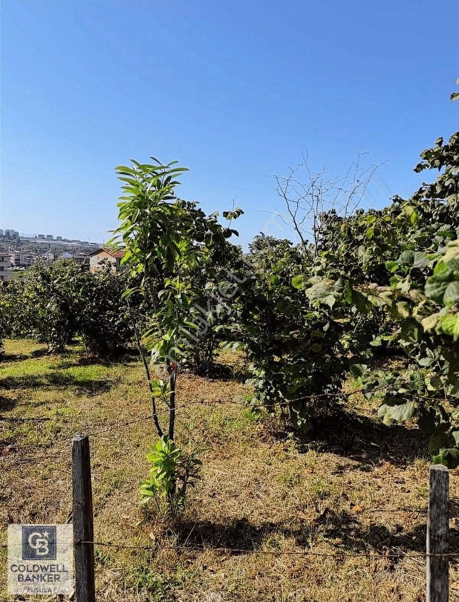 Kayabaşı Mahallesinde 10.000m2 Fındık Bahçesi