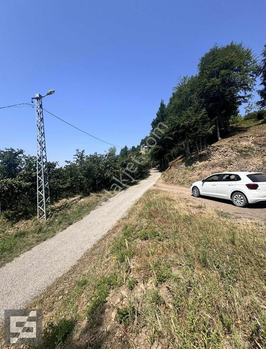 Sancak Emlak'tan Merkez Yeniköyde Satılık Fındıklık
