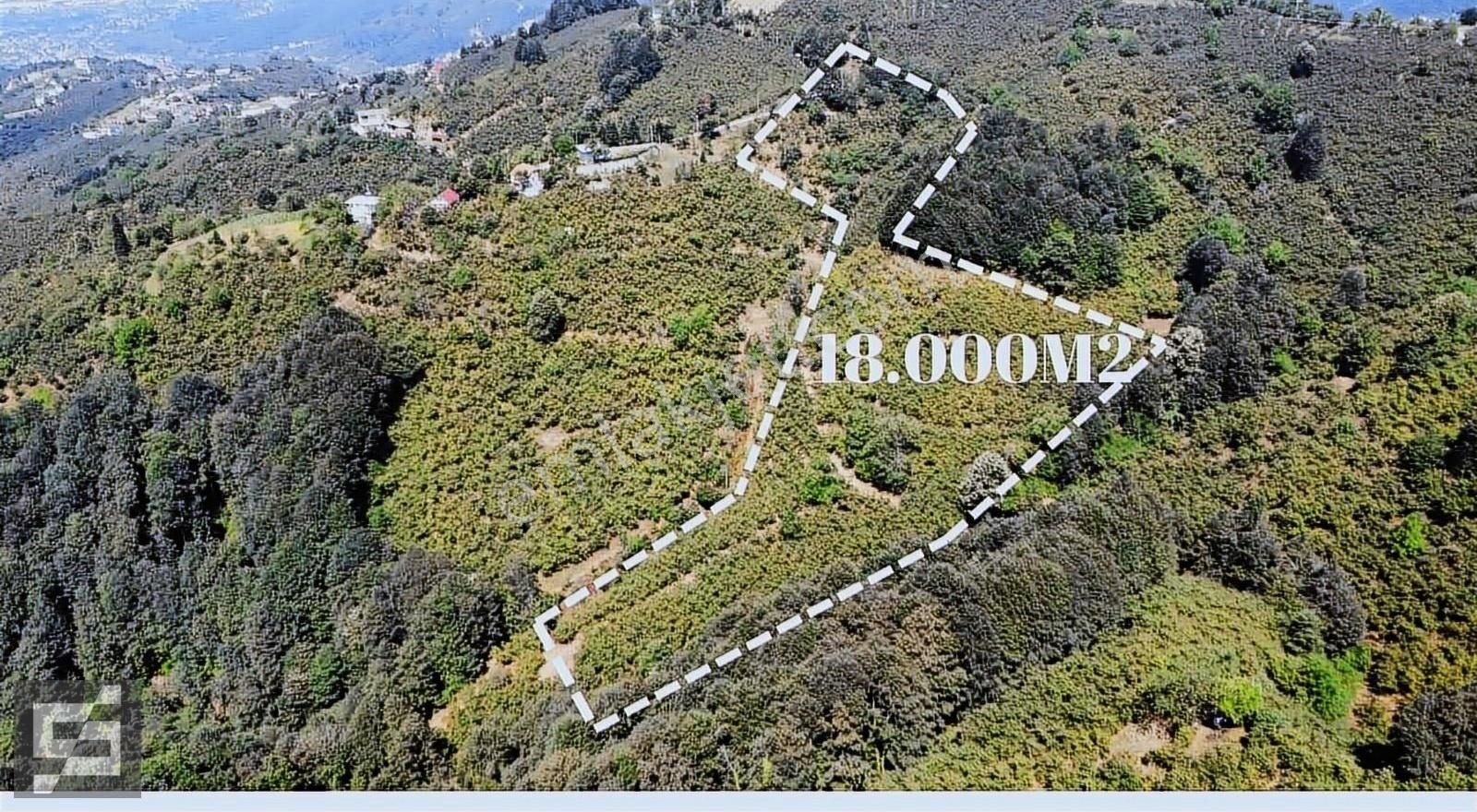 Sancak Emlak'tan Merkez Yeniköyde Satılık Fındıklık - Görsel 3