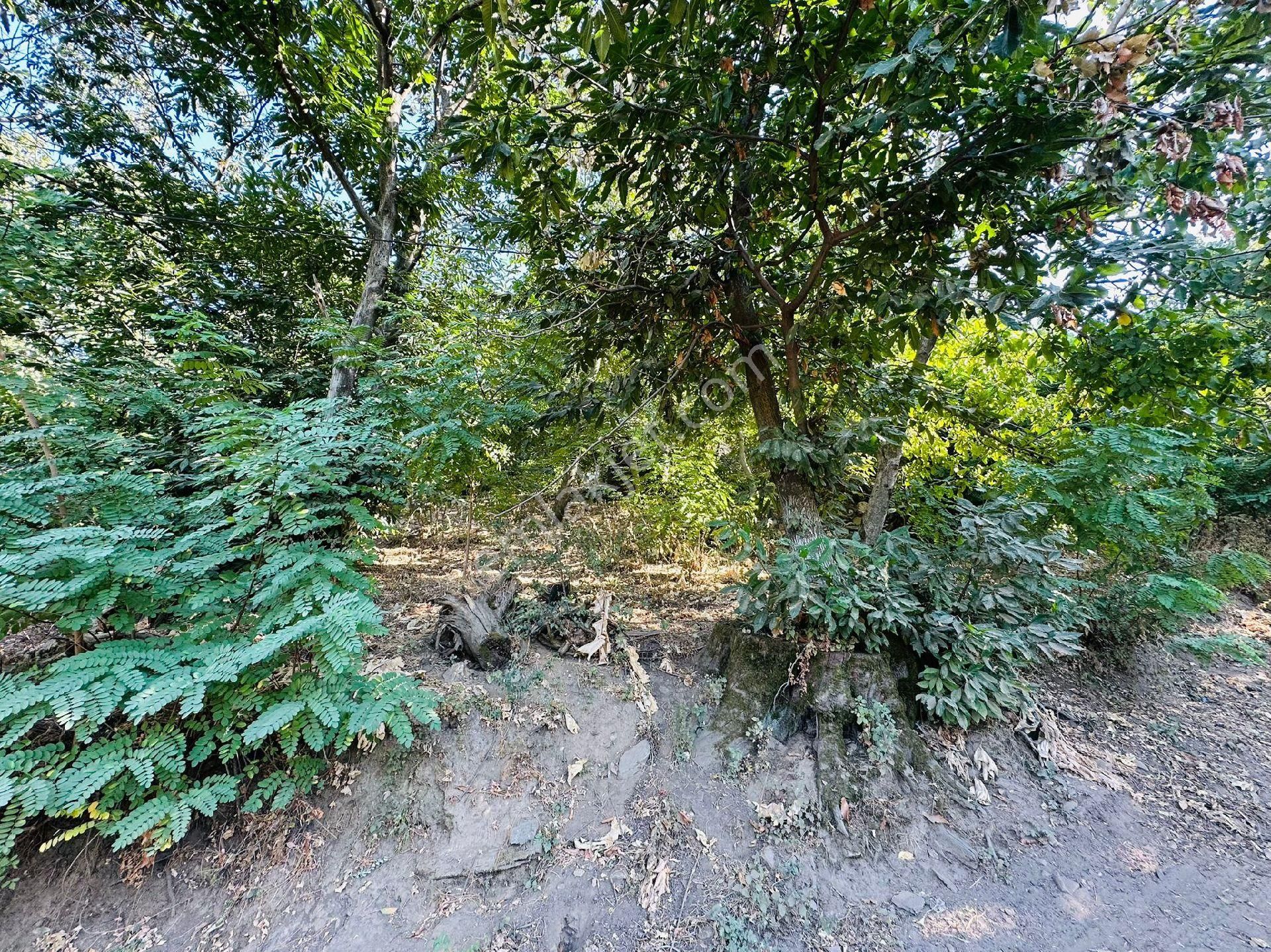 Mor Çiçek Emlak Tire Dallık Kargir Ev Ve Arsa - Görsel 7