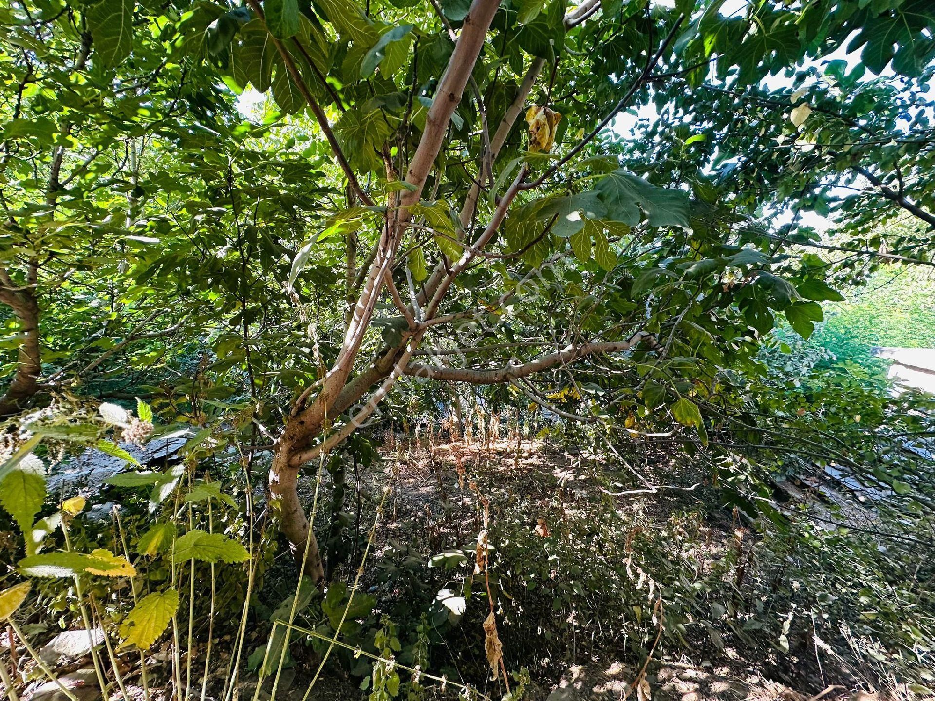 Mor Çiçek Emlak Tire Dallık Kargir Ev Ve Arsa - Görsel 11