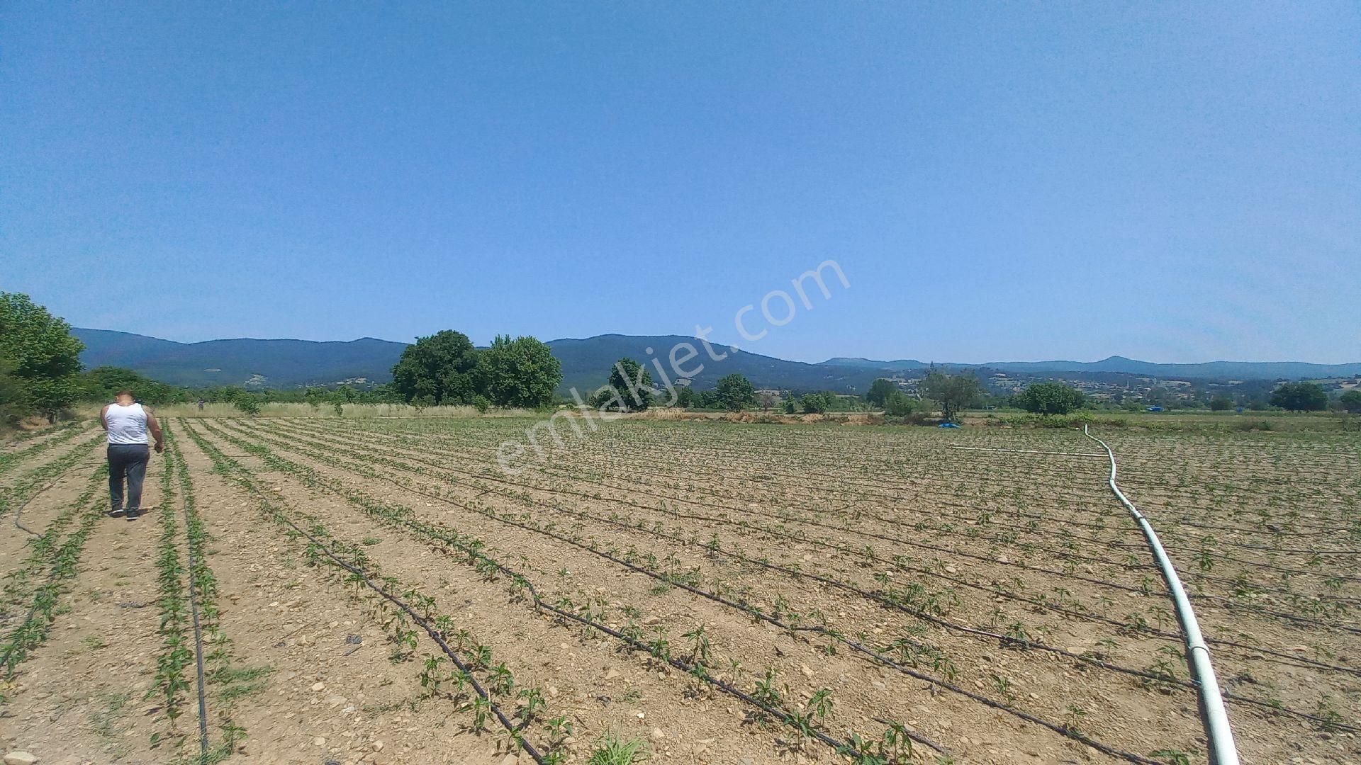 Akçakoyunda 8584 Metrekare Satılık Tek Tapu - Görsel 5