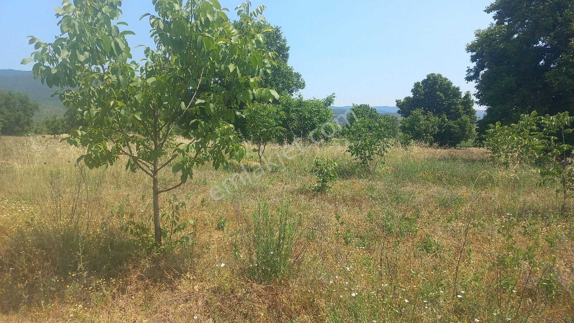 Akçakoyunda 8584 Metrekare Satılık Tek Tapu