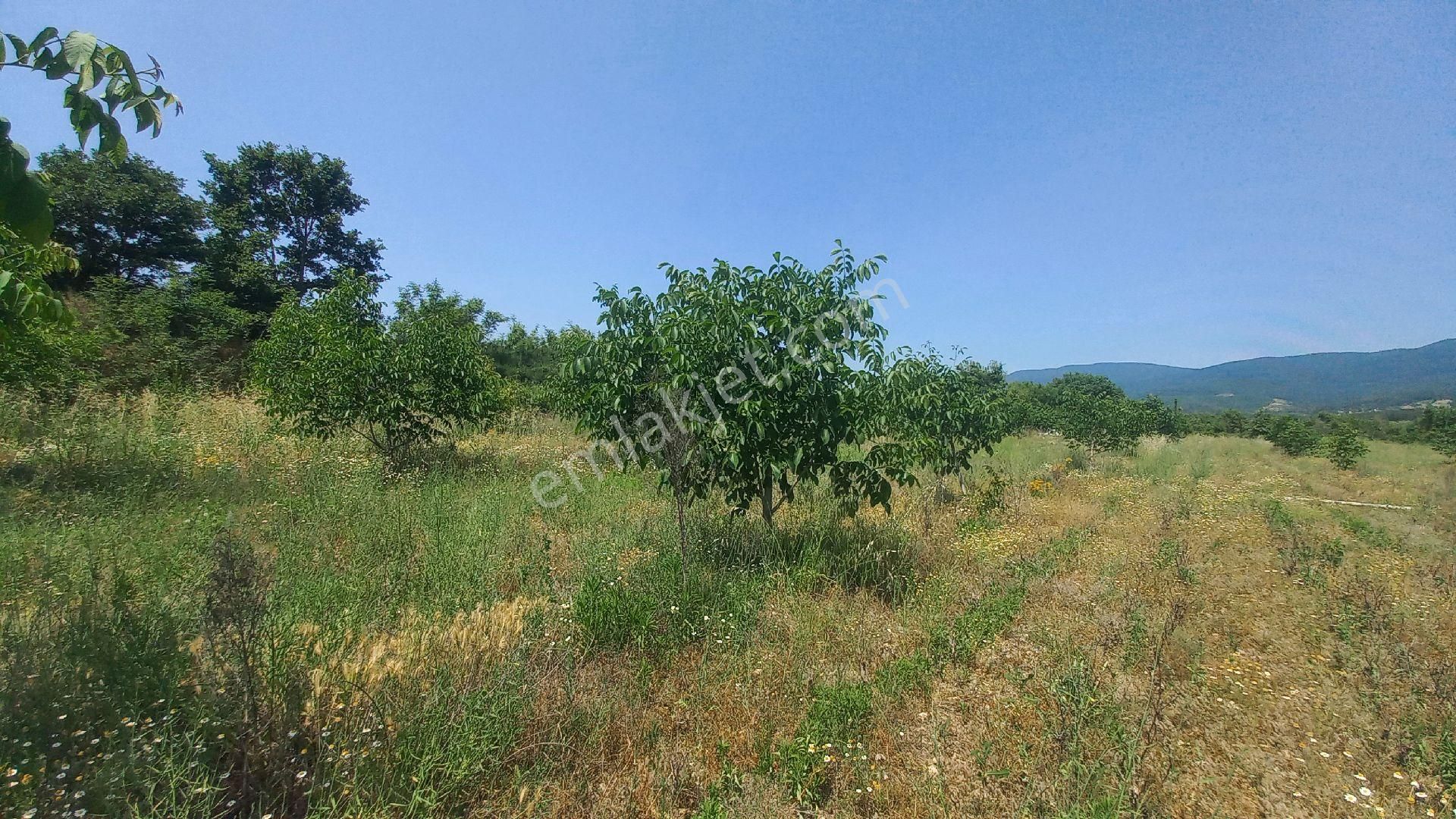 Akçakoyunda 8584 Metrekare Satılık Tek Tapu - Görsel 4