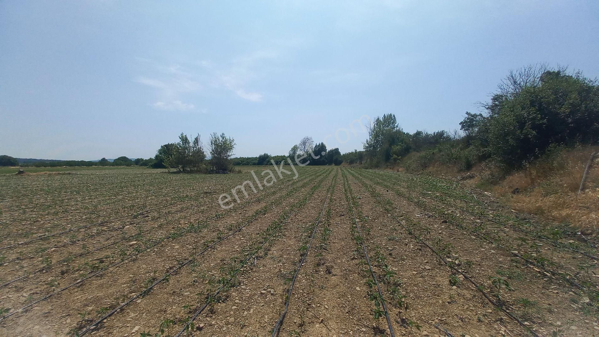Akçakoyunda 8584 Metrekare Satılık Tek Tapu - Görsel 6