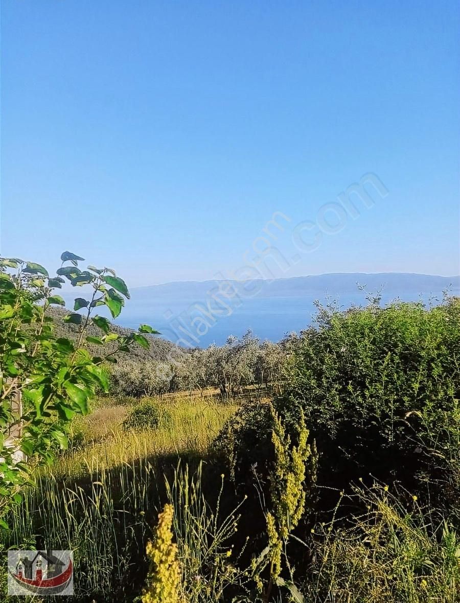 Güneyden İznik Mustafali Köyünde 650m2 Arsa Zeytinlik